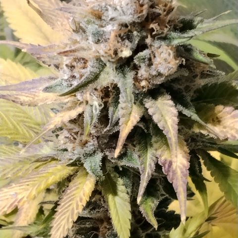 Tropicanna Poison FV growlog timeline photo