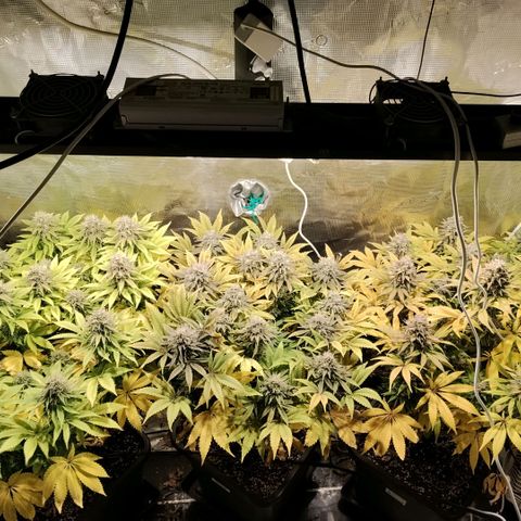 Tropicanna Poison FV growlog timeline photo