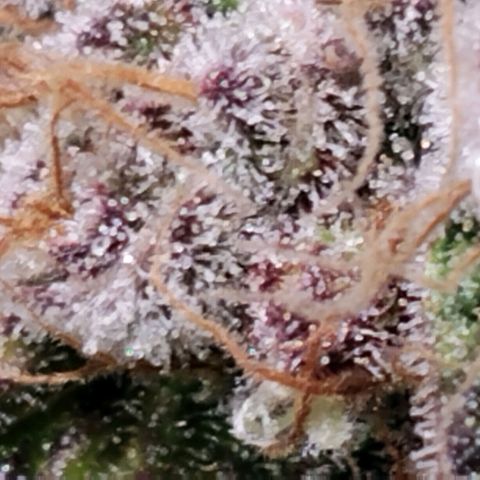 Tropicanna Poison FV growlog timeline photo