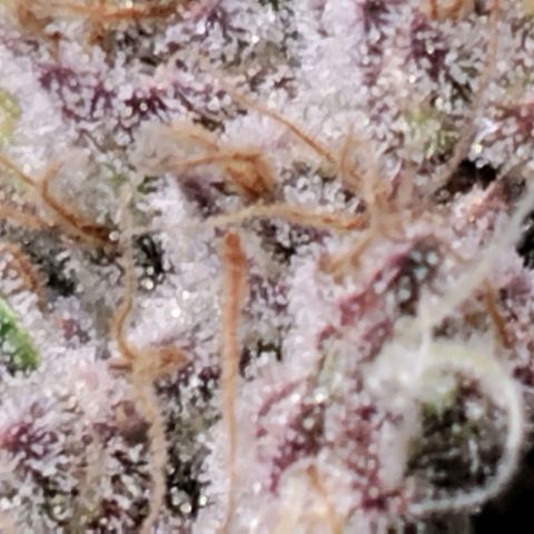 Tropicanna Poison FV growlog timeline photo