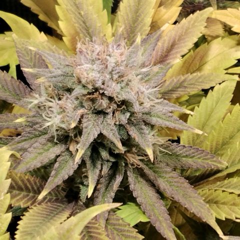 Tropicanna Poison FV growlog timeline photo