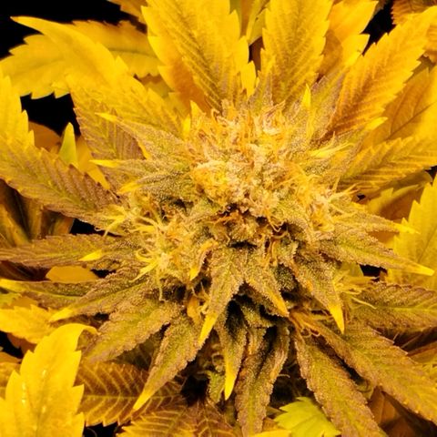 Tropicanna Poison FV growlog timeline photo