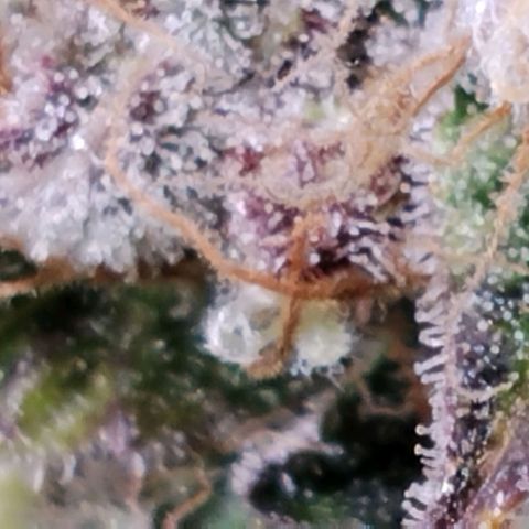 Tropicanna Poison FV growlog timeline photo