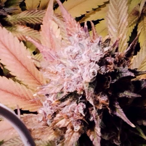 Tropicanna Poison FV growlog timeline photo