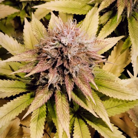 Tropicanna Poison FV growlog timeline photo