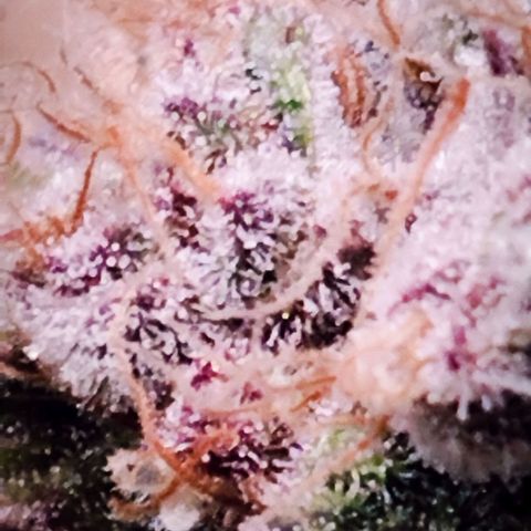 Tropicanna Poison FV growlog timeline photo