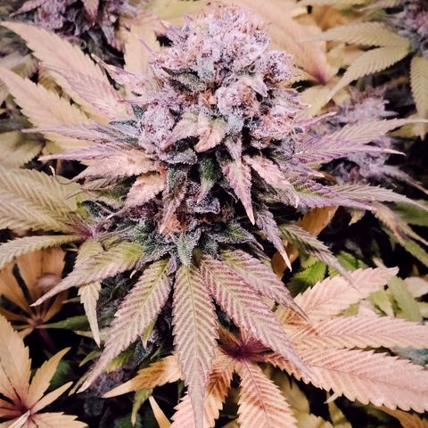 Tropicanna Poison FV growlog timeline photo