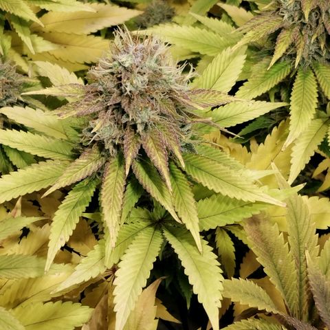 Tropicanna Poison FV growlog timeline photo