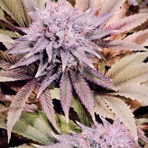 Tropicanna Poison FV growlog timeline photo
