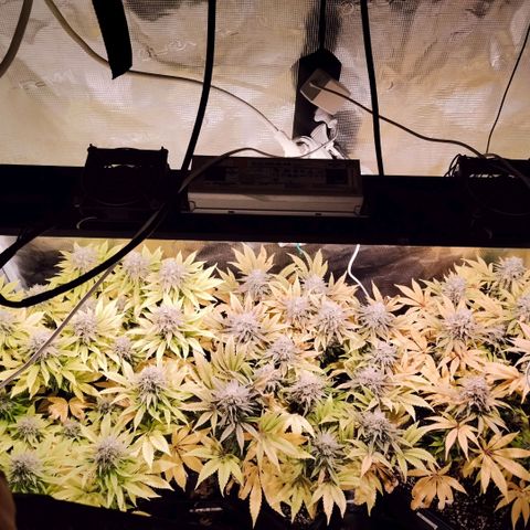 Tropicanna Poison FV growlog timeline photo