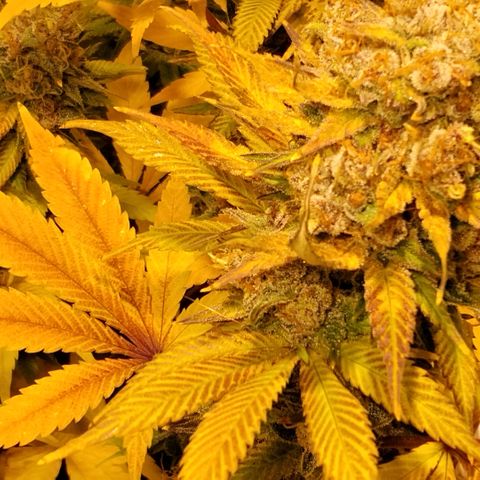 Tropicanna Poison FV growlog timeline photo