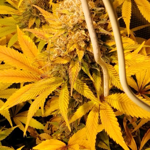 Tropicanna Poison FV growlog timeline photo