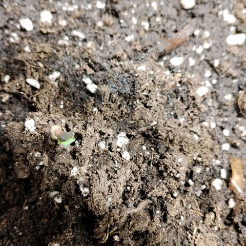 Special Queen 1 growlog timeline photo