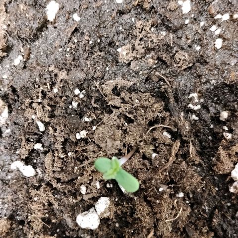 Special Queen 1 growlog timeline photo