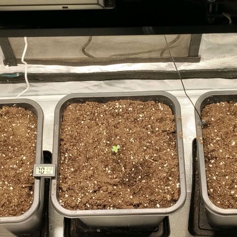 Special Queen 1 growlog timeline photo