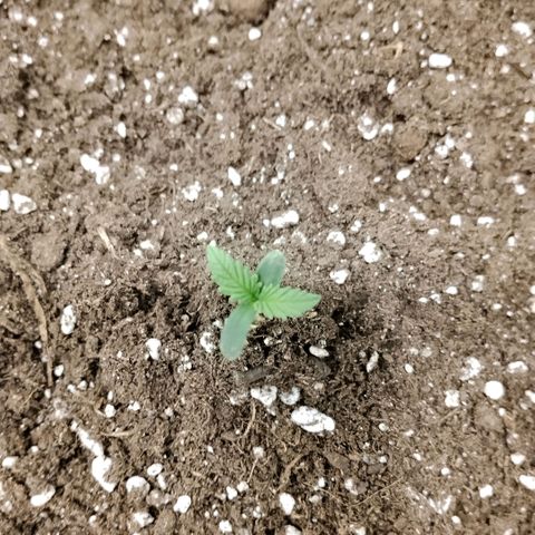 Special Queen 1 growlog timeline photo