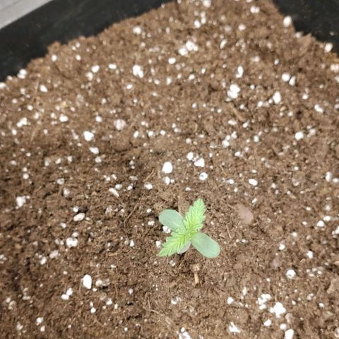 Special Queen 1 growlog timeline photo
