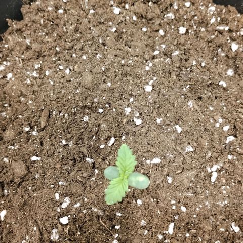 Special Queen 1 growlog timeline photo