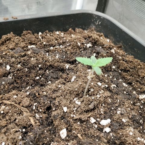 Special Queen 1 growlog timeline photo
