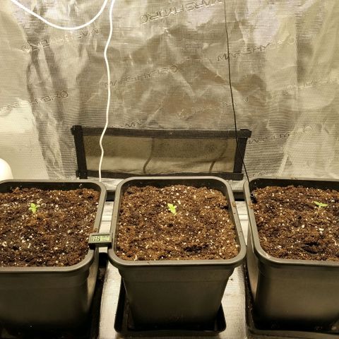 Special Queen 1 growlog timeline photo