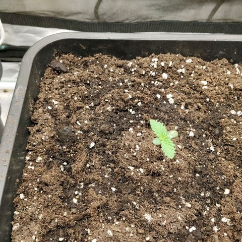 Special Queen 1 growlog timeline photo
