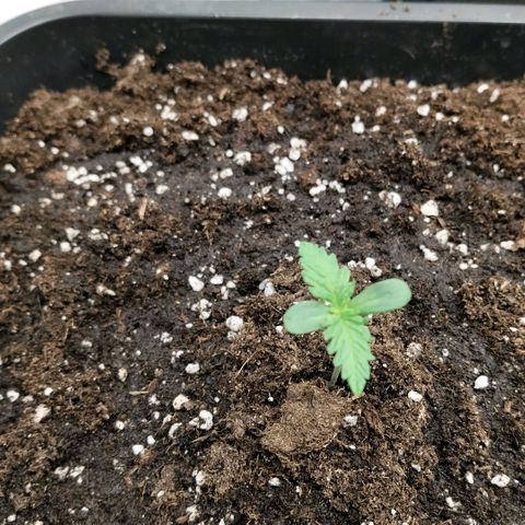 Special Queen 1 growlog timeline photo