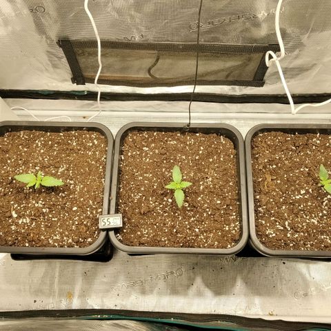 Special Queen 1 growlog timeline photo
