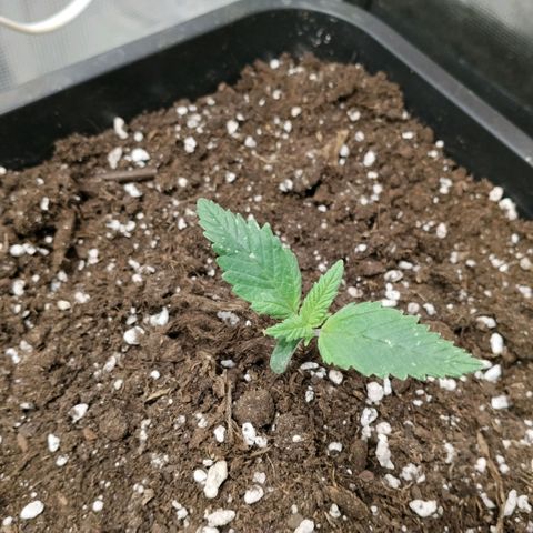 Special Queen 1 growlog timeline photo