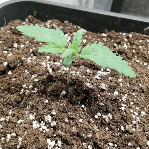 Special Queen 1 growlog timeline photo