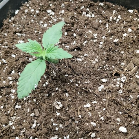 Special Queen 1 growlog timeline photo