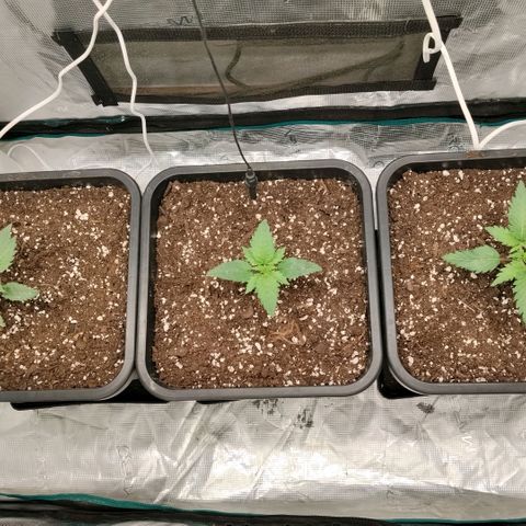 Special Queen 1 growlog timeline photo