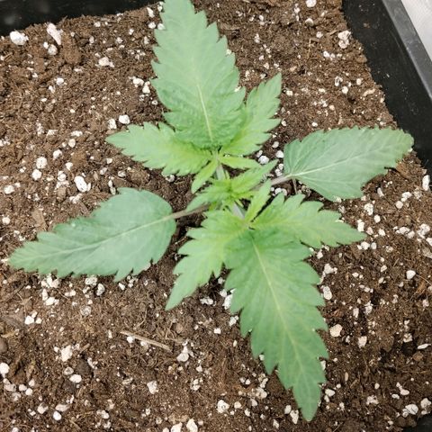 Special Queen 1 growlog timeline photo