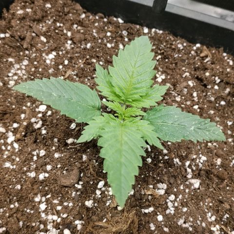 Special Queen 1 growlog timeline photo