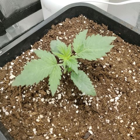 Special Queen 1 growlog timeline photo