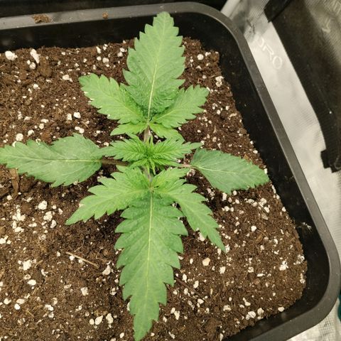 Special Queen 1 growlog timeline photo
