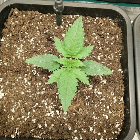 Special Queen 1 growlog timeline photo