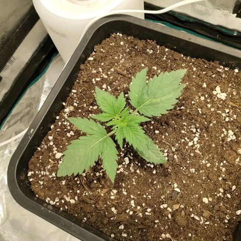 Special Queen 1 growlog timeline photo