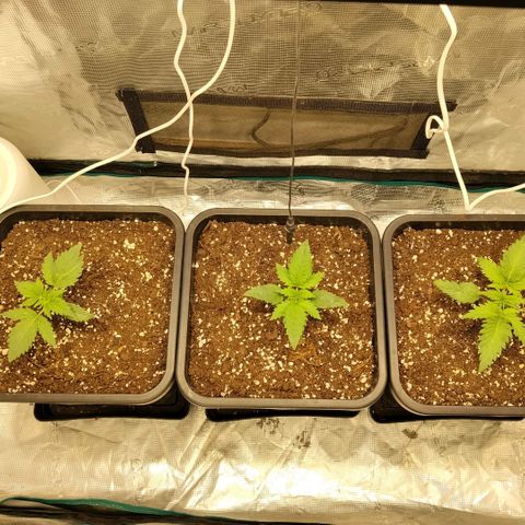 Special Queen 1 growlog timeline photo