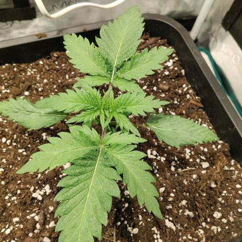 Special Queen 1 growlog timeline photo