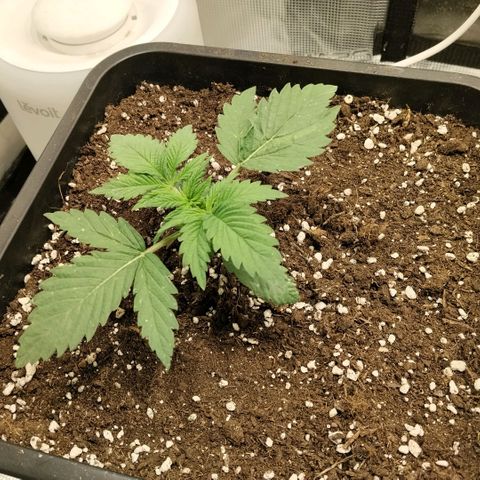 Special Queen 1 growlog timeline photo