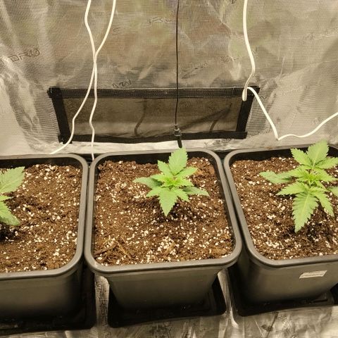 Special Queen 1 growlog timeline photo