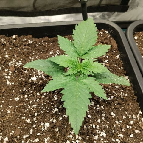 Special Queen 1 growlog timeline photo
