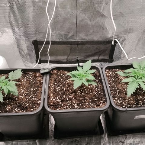 Special Queen 1 growlog timeline photo