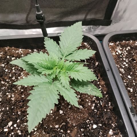 Special Queen 1 growlog timeline photo