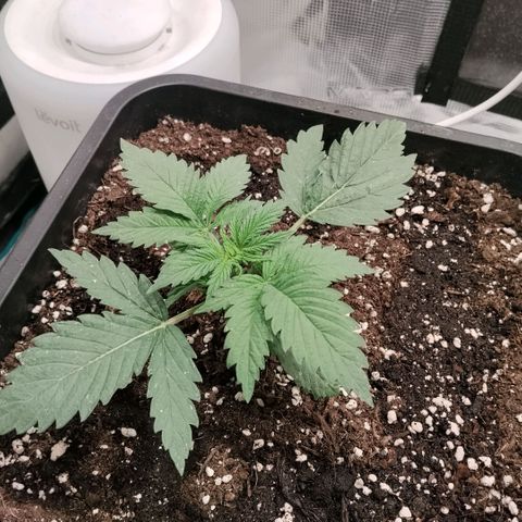 Special Queen 1 growlog timeline photo