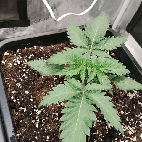 Special Queen 1 growlog timeline photo
