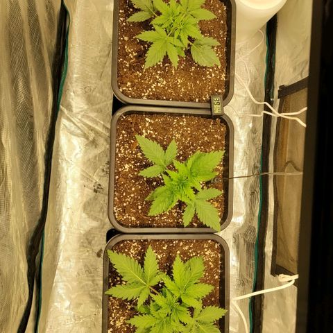 Special Queen 1 growlog timeline photo