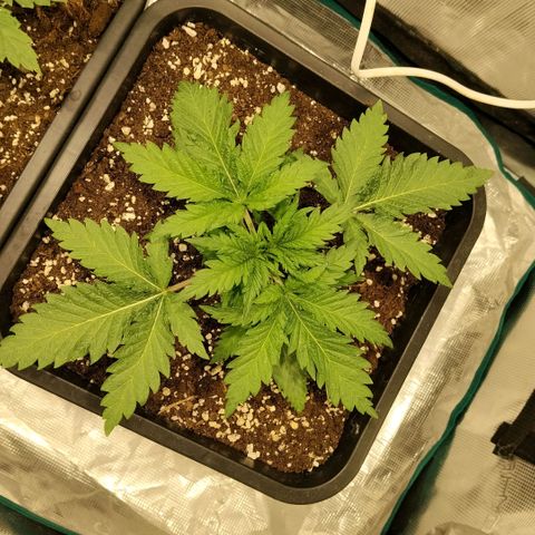 Special Queen 1 growlog timeline photo