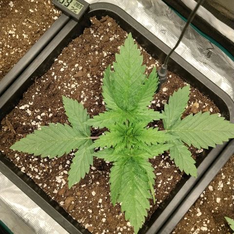 Special Queen 1 growlog timeline photo