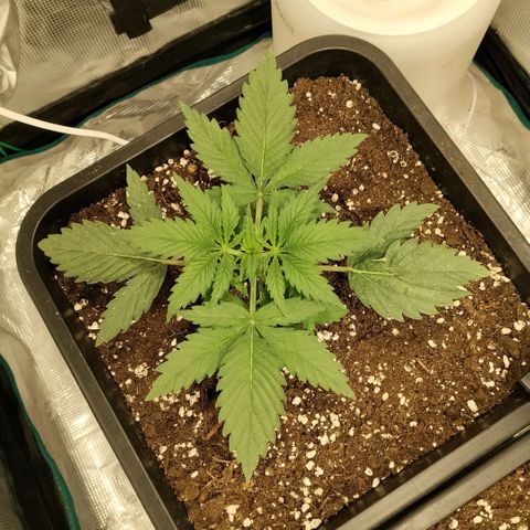 Special Queen 1 growlog timeline photo